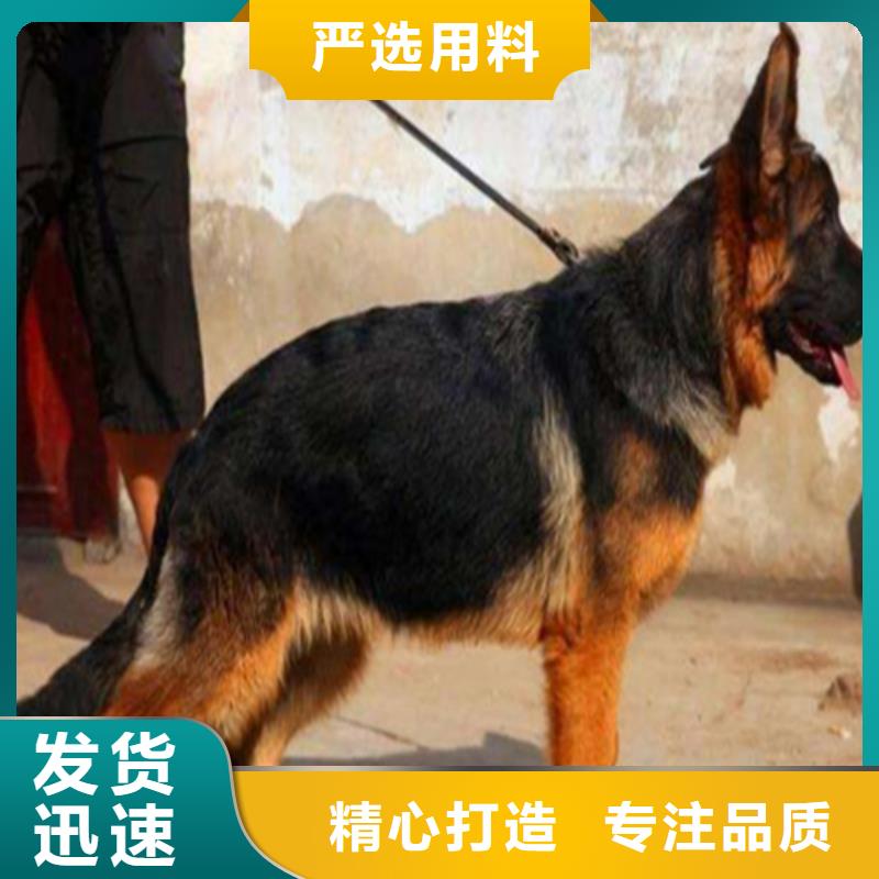 德国牧羊犬【杜高犬】送货上门