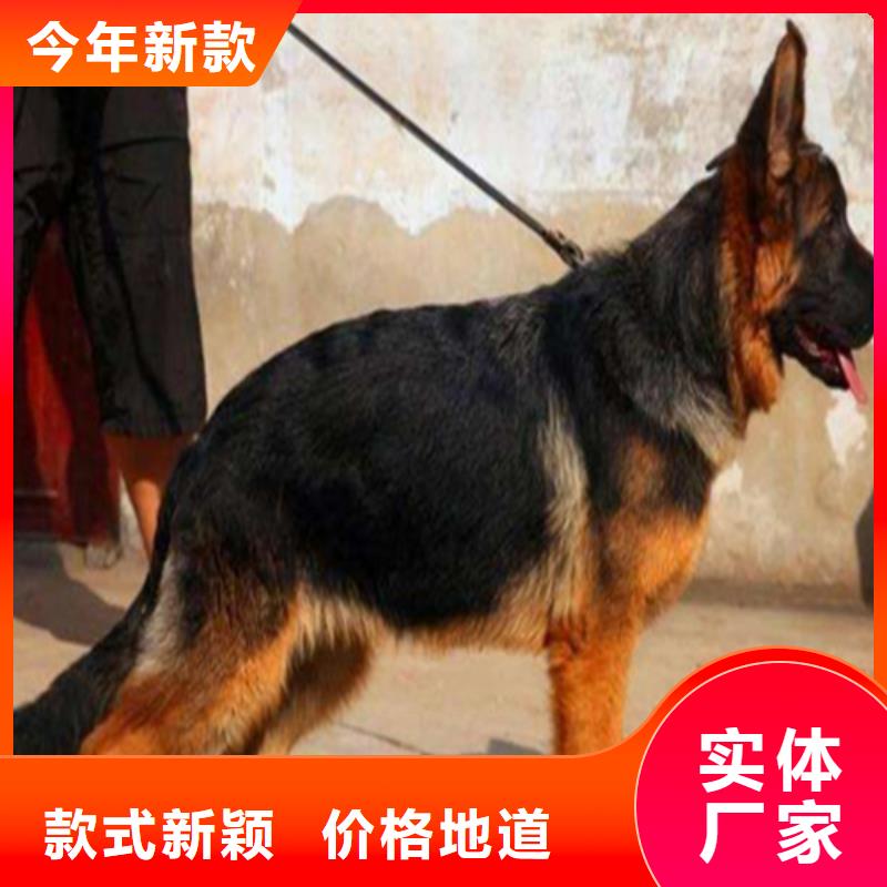 {一品}漳县|岷县|兰州|陇南|嘉峪关|酒泉|平凉【 德国牧羊犬_黑狼低价货源】-快快发广告