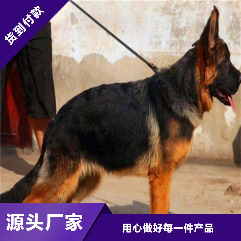 【德国牧羊犬】德牧犬厂家货源稳定-服务区域包括芝罘|莱山|潍坊|聊城|菏泽|枣庄等-产品视频