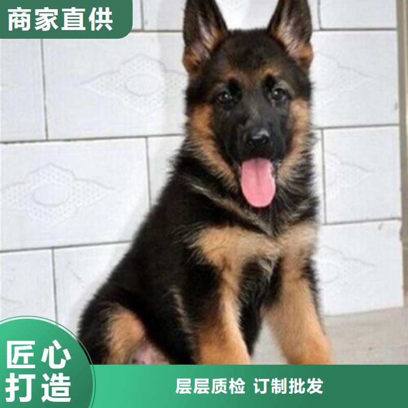 {一品}漳县|岷县|兰州|陇南|嘉峪关|酒泉|平凉【 德国牧羊犬_黑狼低价货源】-快快发广告