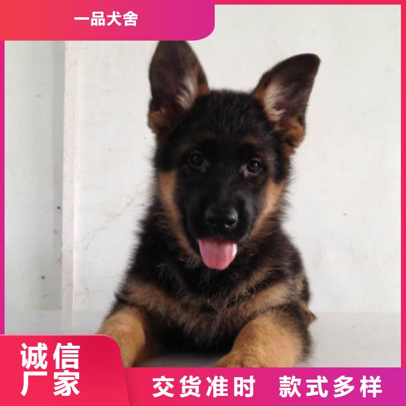 【德国牧羊犬罗威纳犬厂家直销货源充足】