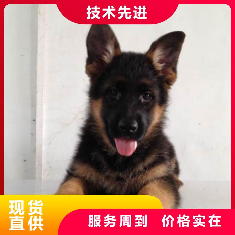 德国牧羊犬卡斯罗犬专注细节使用放心