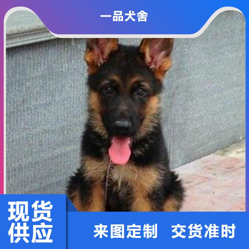 {一品}漳县|岷县|兰州|陇南|嘉峪关|酒泉|平凉【 德国牧羊犬_黑狼低价货源】-快快发广告