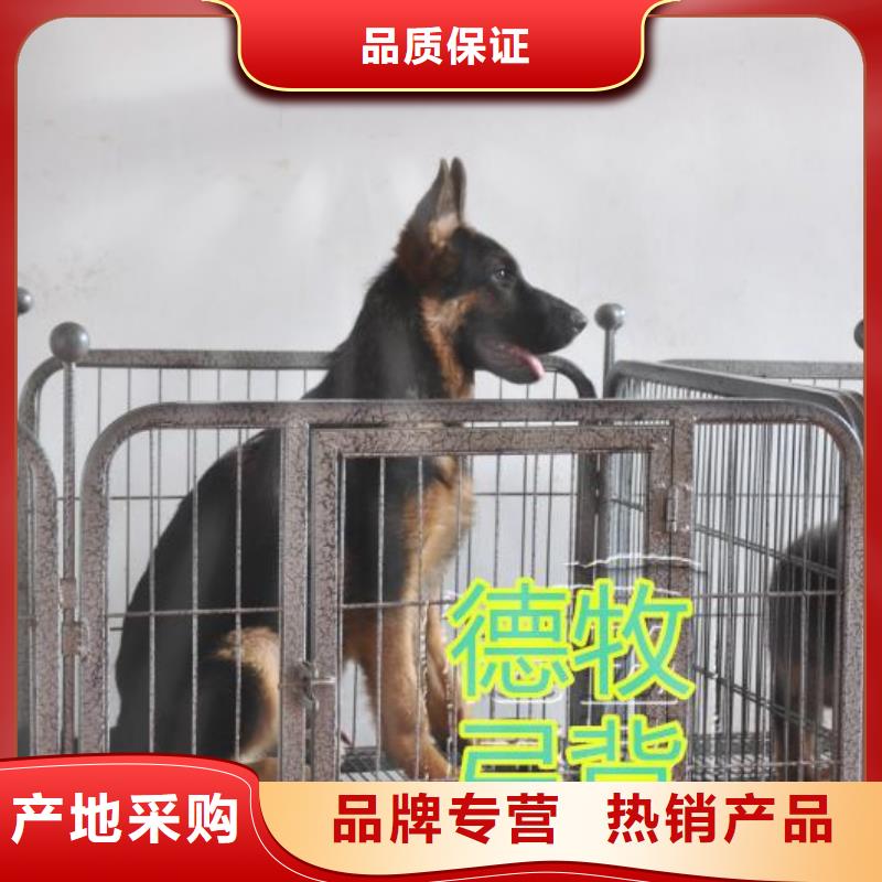 {一品}漳县|岷县|兰州|陇南|嘉峪关|酒泉|平凉【 德国牧羊犬_黑狼低价货源】-快快发广告