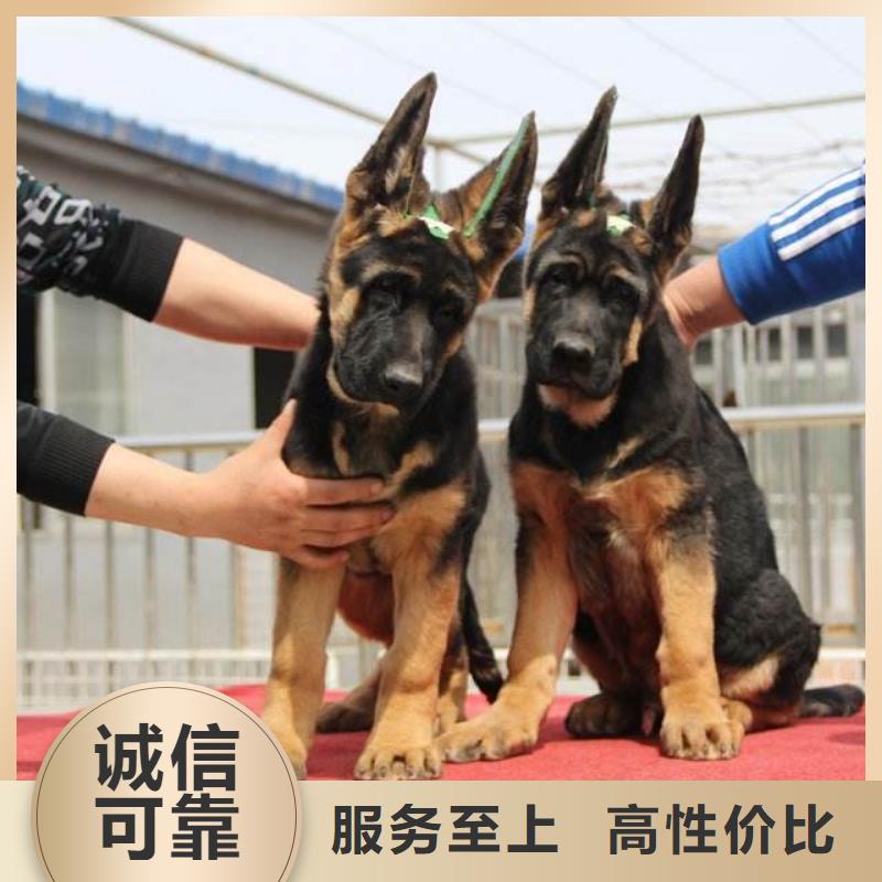 德国牧羊犬,杜高犬一手货源源头厂家