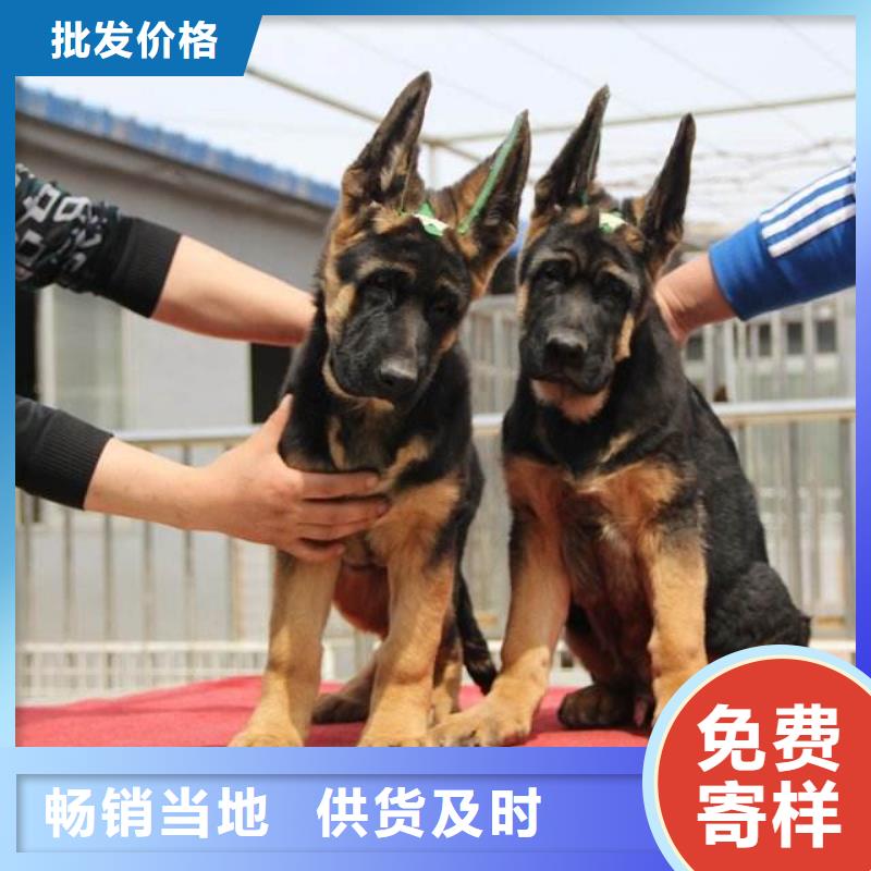 德国牧羊犬拉布拉多犬从源头保证品质