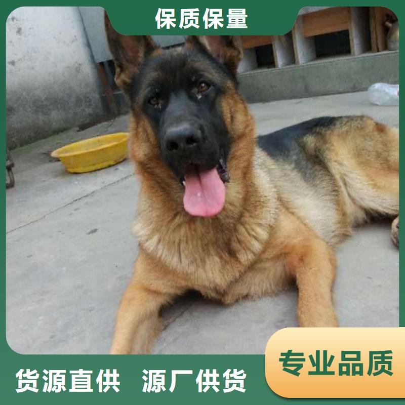 【德国牧羊犬】德牧犬厂家货源稳定-服务区域包括芝罘|莱山|潍坊|聊城|菏泽|枣庄等-产品视频