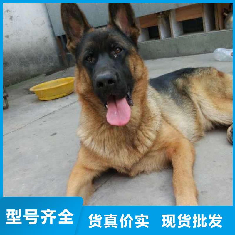 德国牧羊犬拉布拉多犬从源头保证品质