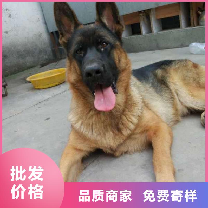 德国牧羊犬高加索犬发货迅速