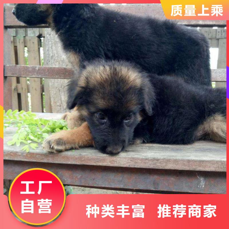 【德国牧羊犬罗威纳犬厂家直销货源充足】