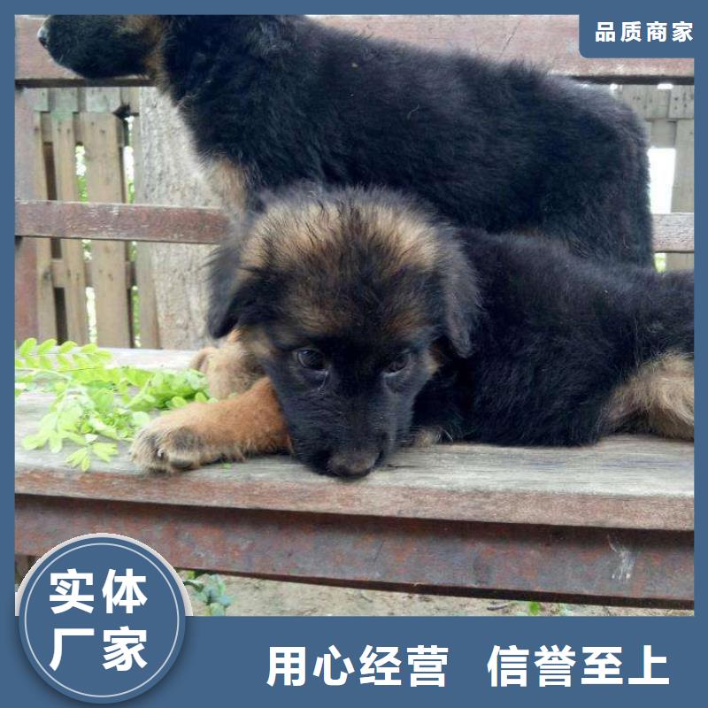 德国牧羊犬高加索犬经验丰富品质可靠