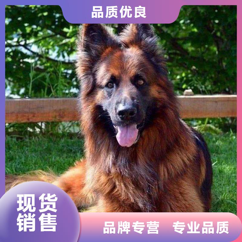 德国牧羊犬高加索犬经验丰富品质可靠