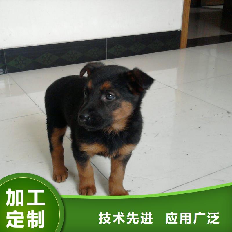 {一品}漳县|岷县|兰州|陇南|嘉峪关|酒泉|平凉【 德国牧羊犬_黑狼低价货源】-快快发广告