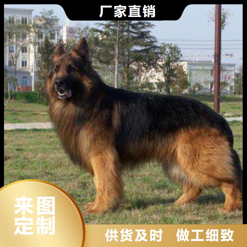 {一品}漳县|岷县|兰州|陇南|嘉峪关|酒泉|平凉【 德国牧羊犬_黑狼低价货源】-快快发广告