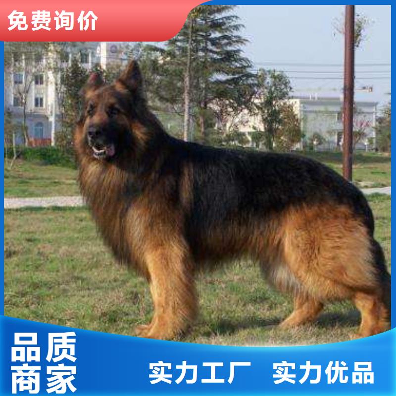 德国牧羊犬高加索犬经验丰富品质可靠