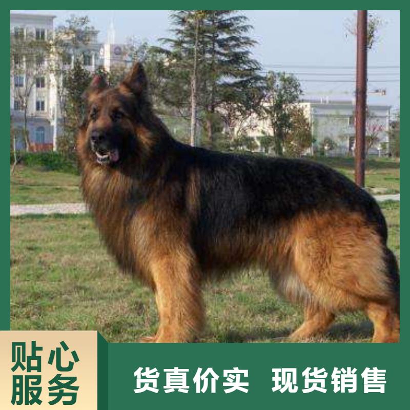 【德国牧羊犬】,卡斯罗犬工艺精细质保长久