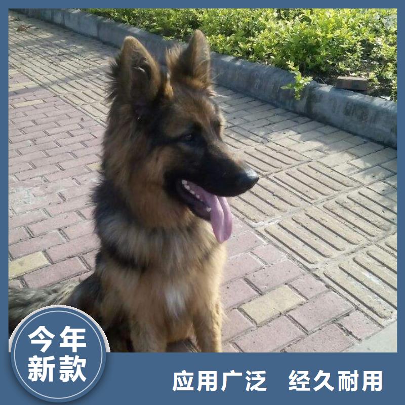 德国牧羊犬-罗威纳犬工程施工案例