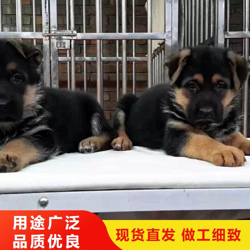 德国牧羊犬高加索犬经验丰富品质可靠