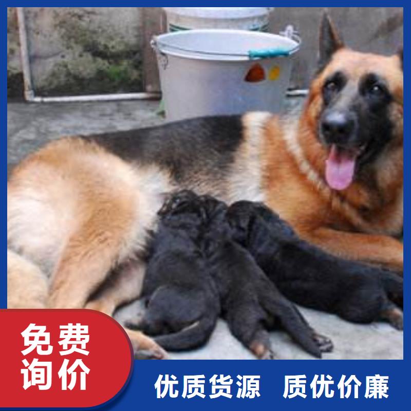 德国牧羊犬卡斯罗犬质量优价格低