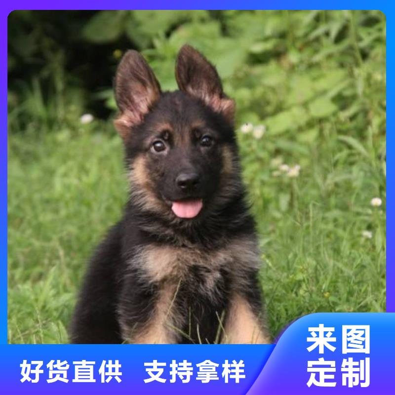 德国牧羊犬卡斯罗犬质量优价格低