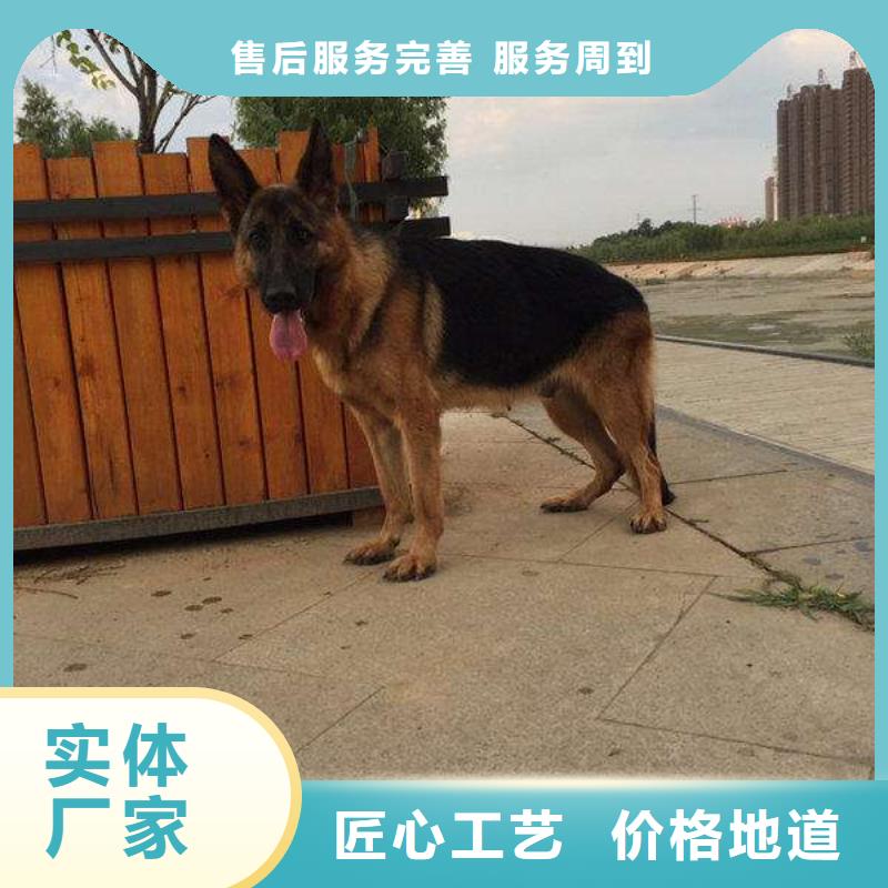 【德国牧羊犬】,卡斯罗犬工艺精细质保长久