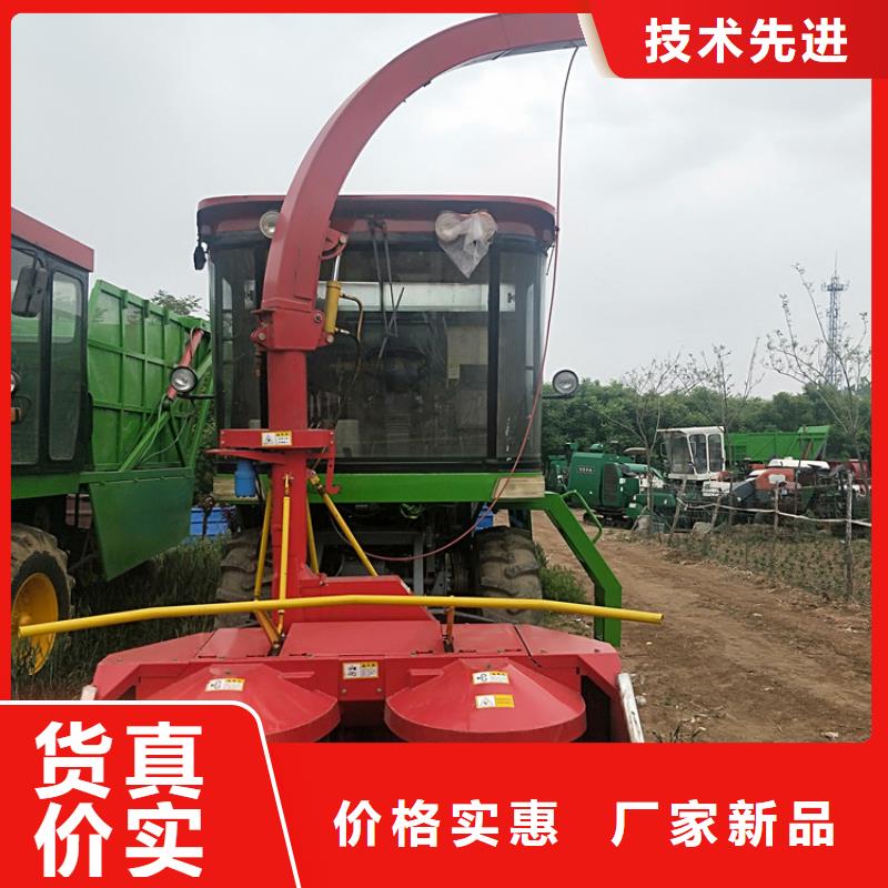 青储机比特犬价格有优势