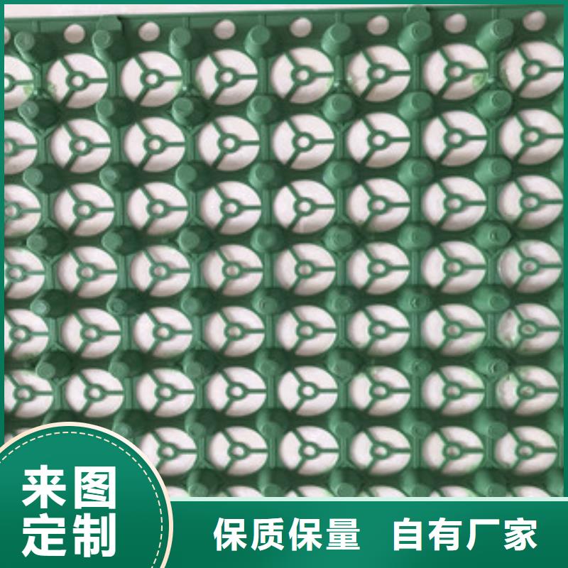 蓄排水板-植草格厂家价格公道合理